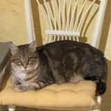 Photo de chat trouvé à Savas