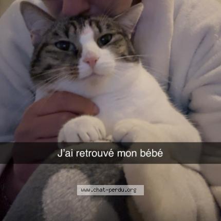 Photo 1/1 Chat retrouvé Perdu à Villeneuve d ascq