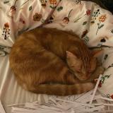 Photo de chat perdu à Anderlecht