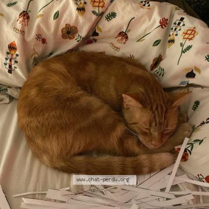 Photo 1/1 Brooky Chat perdu à Anderlecht