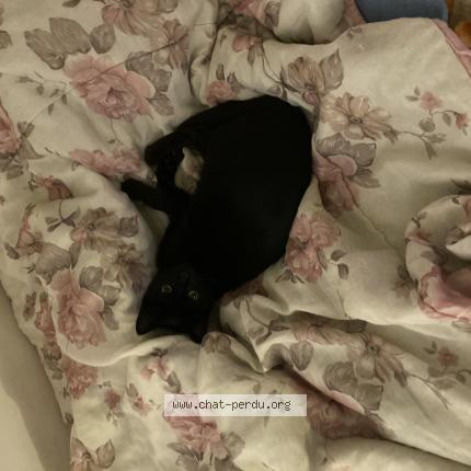 Photo 1/1 Nala Chat perdu à Arveyres