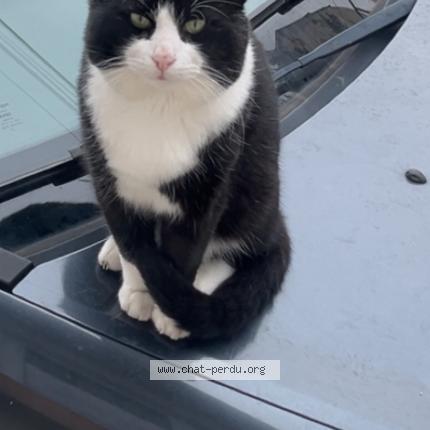 Photo 1/1 Maki Chat perdu à Drancy