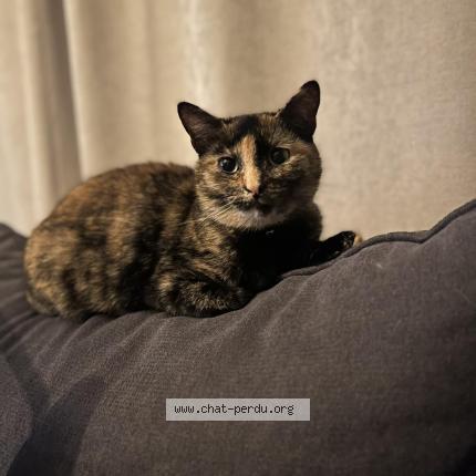 Photo 1/1 Vanille Chat perdu à Les landes genusson