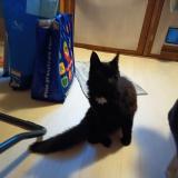 Photo de chat trouvé à Orange