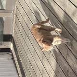 Photo de chat trouvé à Plouha