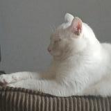 Photo de chat perdu à Blainville Sur Orne