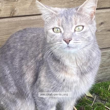 Photo 1/1 Vend&eacute;e Chat perdu à Les brouzils