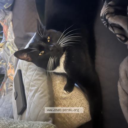 Photo 1/1 Chat trouvé Trouvé à Marseille