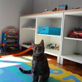 Photo de chat perdu à Carentan Les Marais