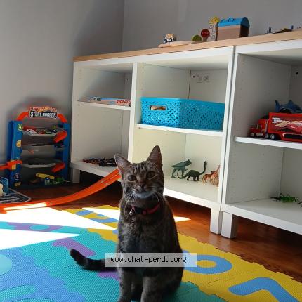 Photo 1/1 Bella Chat perdu à Carentan les marais