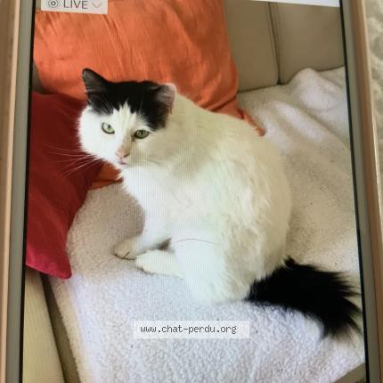 Photo 2/2 Chat trouvé Trouvé à Bailleval