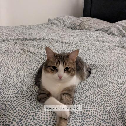 Photo 1/1 Milo Chat perdu à Plessis robinson