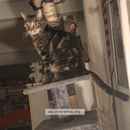 Photo 1/1 Chat retrouvé Perdu à Portiragnes