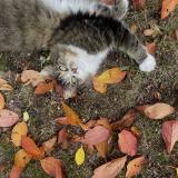 Photo de chat perdu à Coutiches