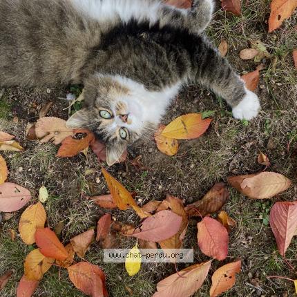 Photo 1/1 Chamallow Chat perdu à Coutiches