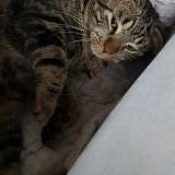 Photo de chat perdu à Randan