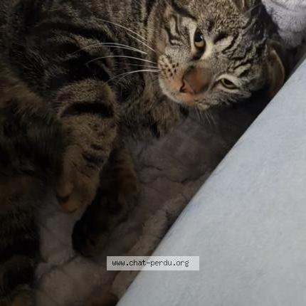 Photo 1/2 Minou Chat perdu à Randan