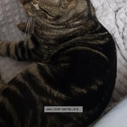 Photo 2/2 Minou Chat perdu à Randan