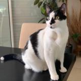 Photo de chat perdu à Bures Sur Yvette