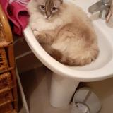 Photo de chat perdu à St Etienne