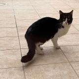 Photo de chat trouvé à Bourg En Bresse