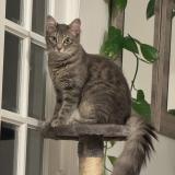 Photo de chat perdu à Villeneuve Saint Georges