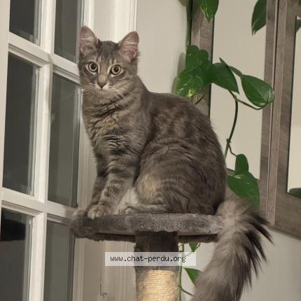 Photo 1/1 Cali Chat perdu à Villeneuve saint georges
