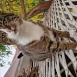 Photo de chat perdu à Livry Gargan