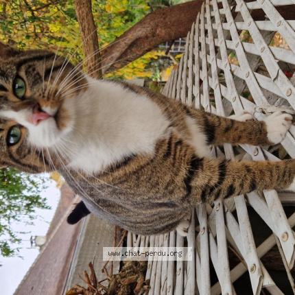 Photo 1/1 Chat retrouvé Perdu à Livry gargan