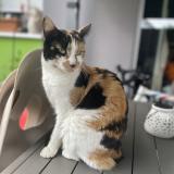 Photo de chat perdu à Hesingue