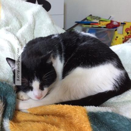 Photo 1/1 Chat retrouvé Perdu à Dreux