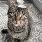 Photo de chat perdu à Marche En Famenne