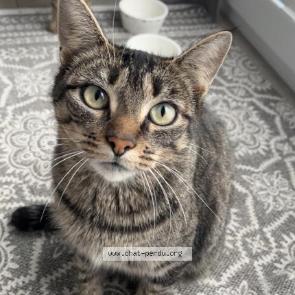 Photo 1/1 Miss Chat perdu à Marche en famenne
