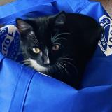 Photo de chat perdu à Piedmont