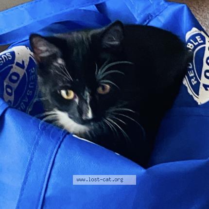 Photo 1/1 Bowie Chat perdu à Piedmont