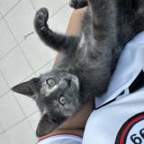 Photo de chat perdu à Saint Fulgent