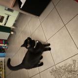 Photo de chat trouvé à Hauteville Les Dijon