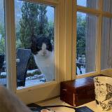 Photo de chat trouvé à Amboise