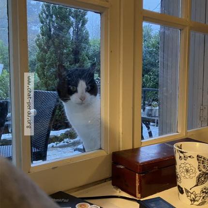 Photo 1/1 Chat trouvé Trouvé à Amboise