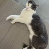 Photo de chat perdu à Vergeze