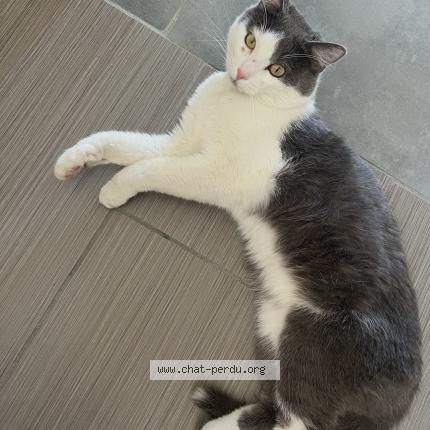 Photo 1/1 Lilo Chat perdu à Vergeze