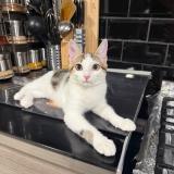 Photo de chat perdu à Aulnay Sous Bois