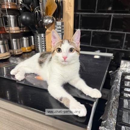 Photo 1/1 Locki Chat perdu à Aulnay sous bois