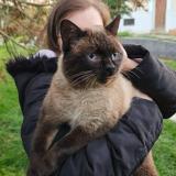 Photo de chat perdu à Hauteville Sur Fier