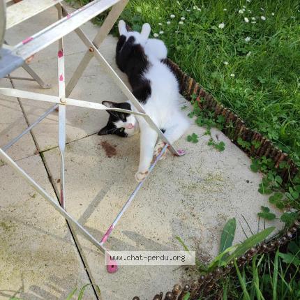 Photo 1/4 Uno Chat perdu à Chateau larcher