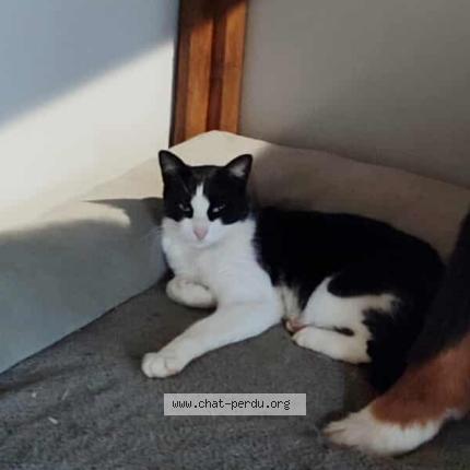 Photo 2/4 Uno Chat perdu à Chateau larcher