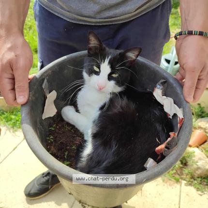 Photo 3/4 Uno Chat perdu à Chateau larcher
