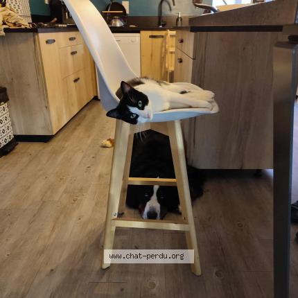 Photo 4/4 Uno Chat perdu à Chateau larcher