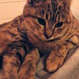 Photo de chat perdu à 63112 Blanzat