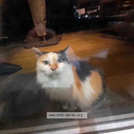 Photo 1/1 Chat trouvé Trouvé à Warneton